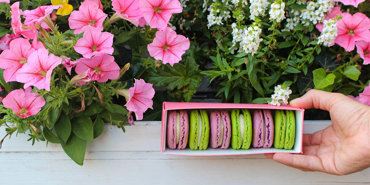 A box of 6 French macarons with purple and green macaron colors is being held in front of numerous pink and white flowers.