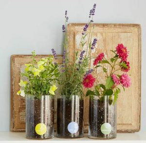 Three glass vases with different kinds of flowers. https://www.uncommongoods.com/product/birth-month-flower-grow-kit?clickid=0N-TWgUZ8xyNUf7RYc0yX1KtUkAzc7xH-1ha1M0&irgwc=1&utm_source=Hearst%20Magazines&utm_medium=affiliates&utm_campaign=8444&utm_term=Online%20Tracking%20Link&trafficSource=Impact&sharedid=