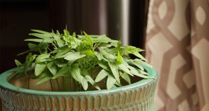 A green and orange plant vase has a green sprouting plant in it. 