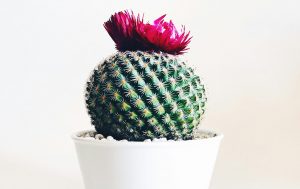 Cactus in a white plant pot.