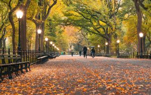  Central Park during the autumn season.