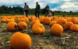 Pumpkins and people on a pumpkin patch.